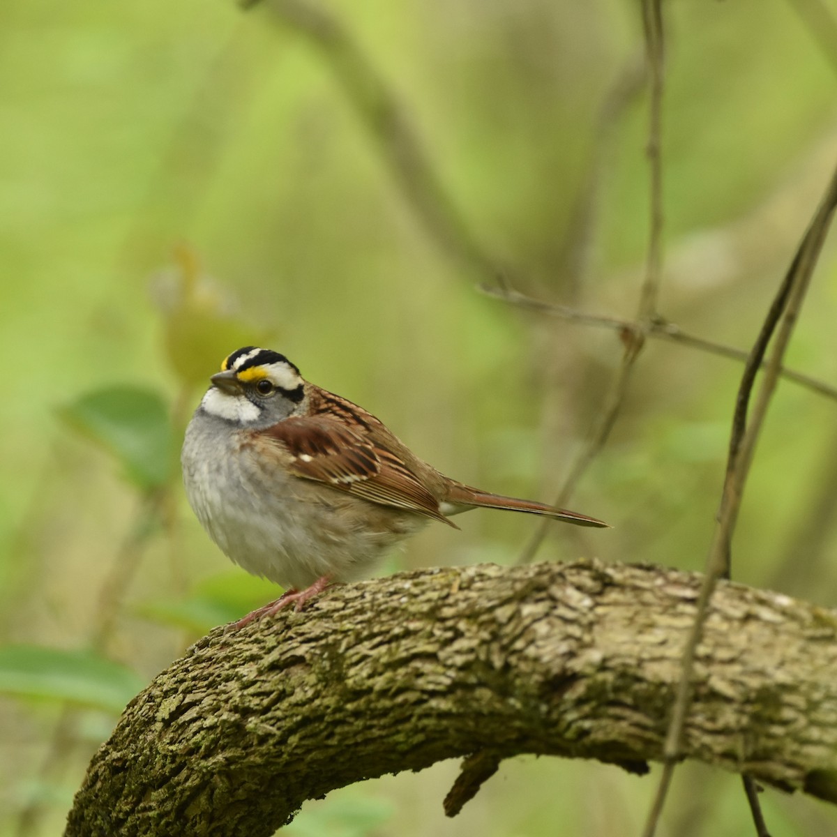 White-throated Sparrow - ML618642772