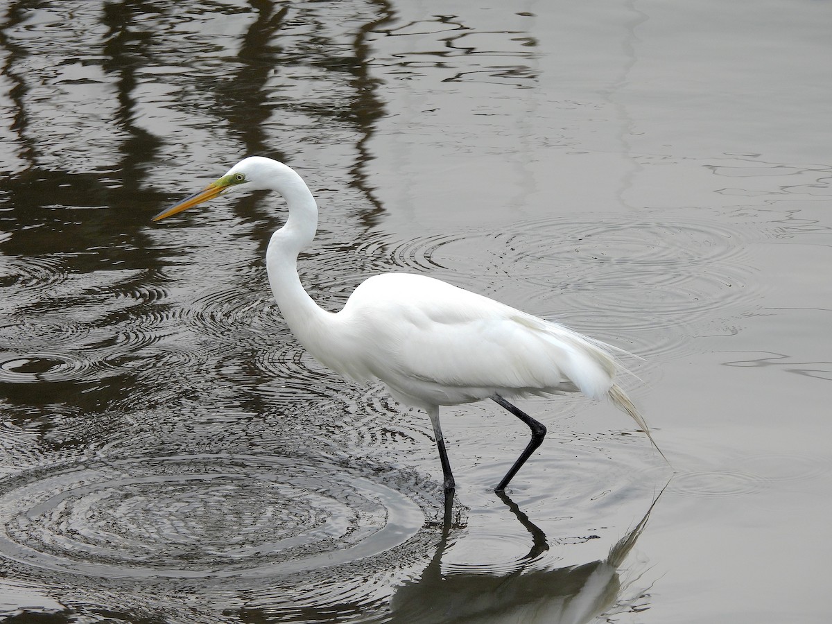 Great Egret - Nick Dawson