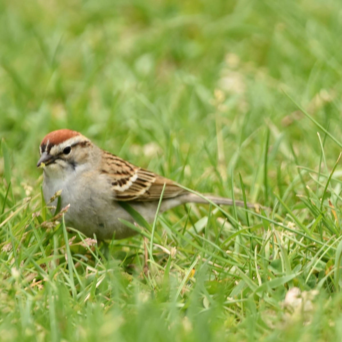 Chipping Sparrow - ML618642777