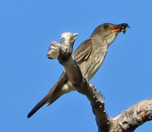 Olive-sided Flycatcher - ML618642779