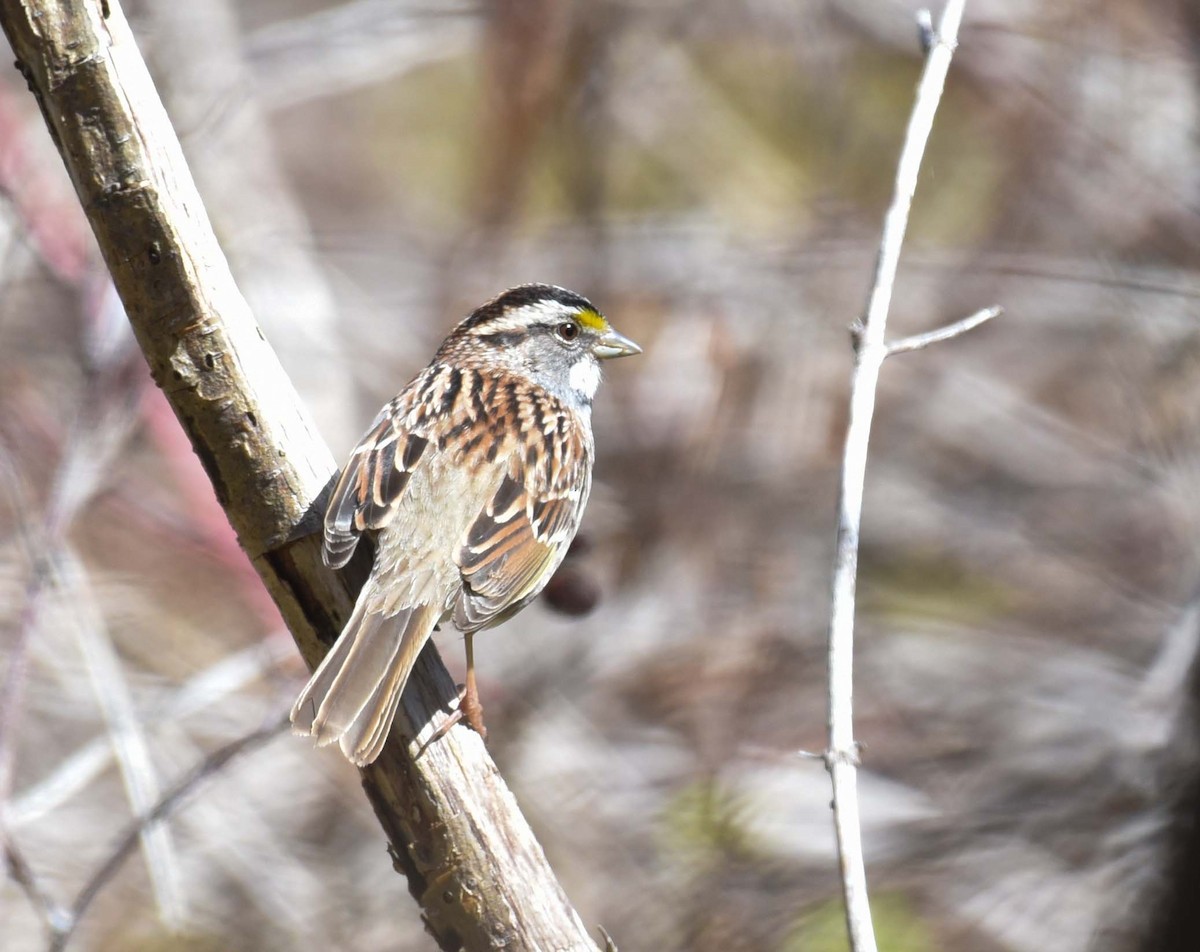 White-throated Sparrow - Kathy Marche