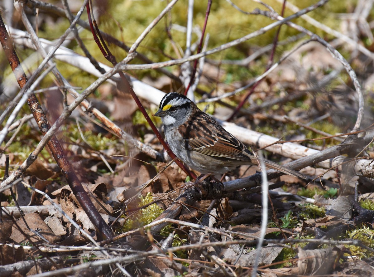 White-throated Sparrow - Kathy Marche