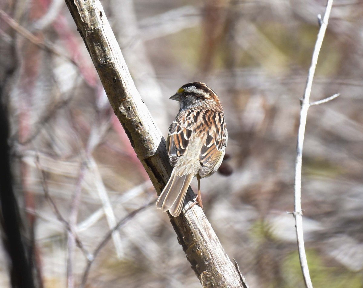 White-throated Sparrow - Kathy Marche