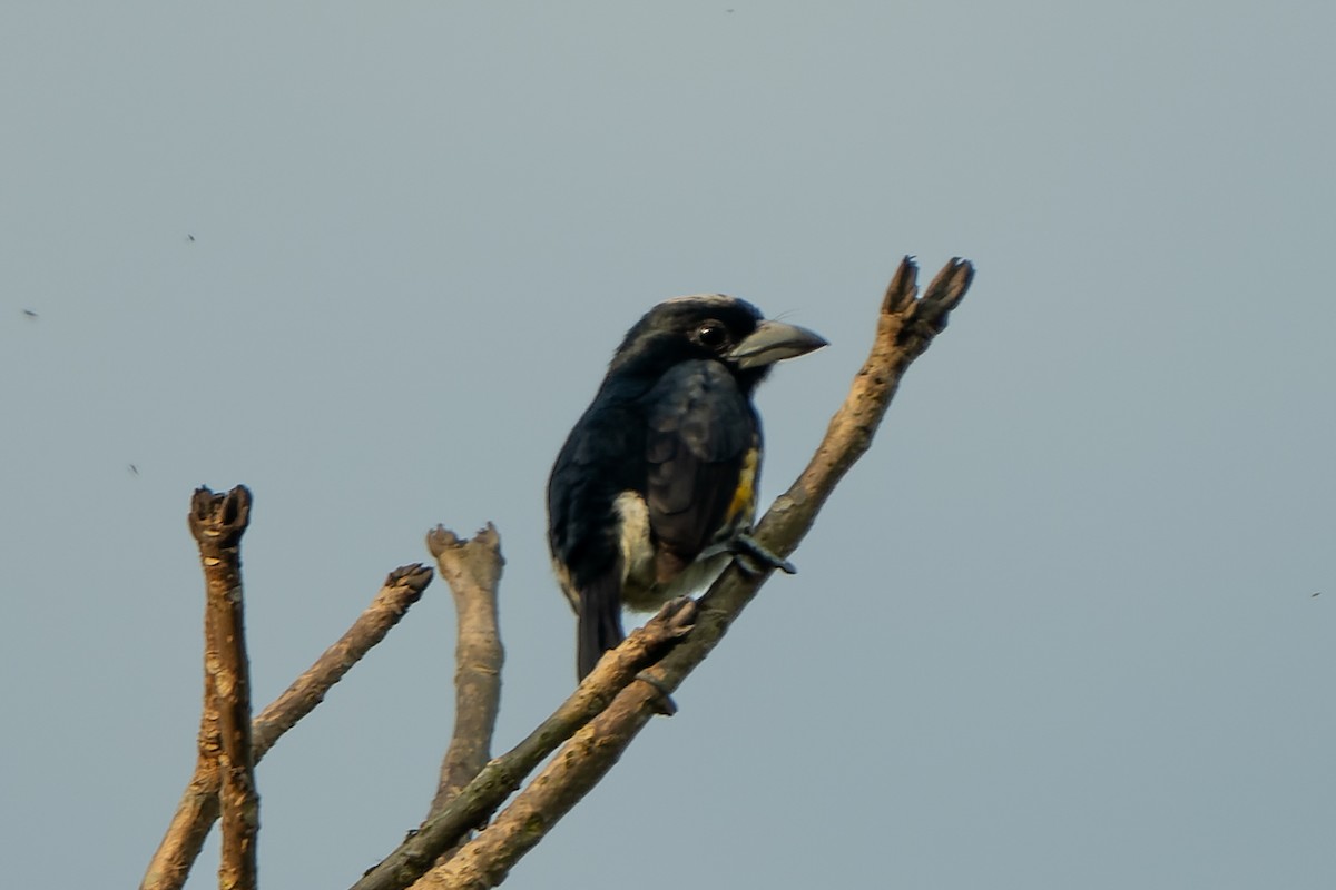 Spot-crowned Barbet - ML618642809