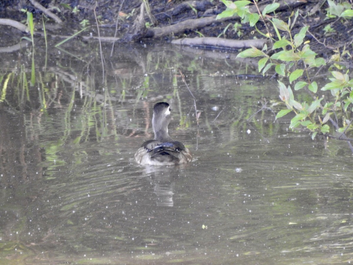 Wood Duck - ML618642821