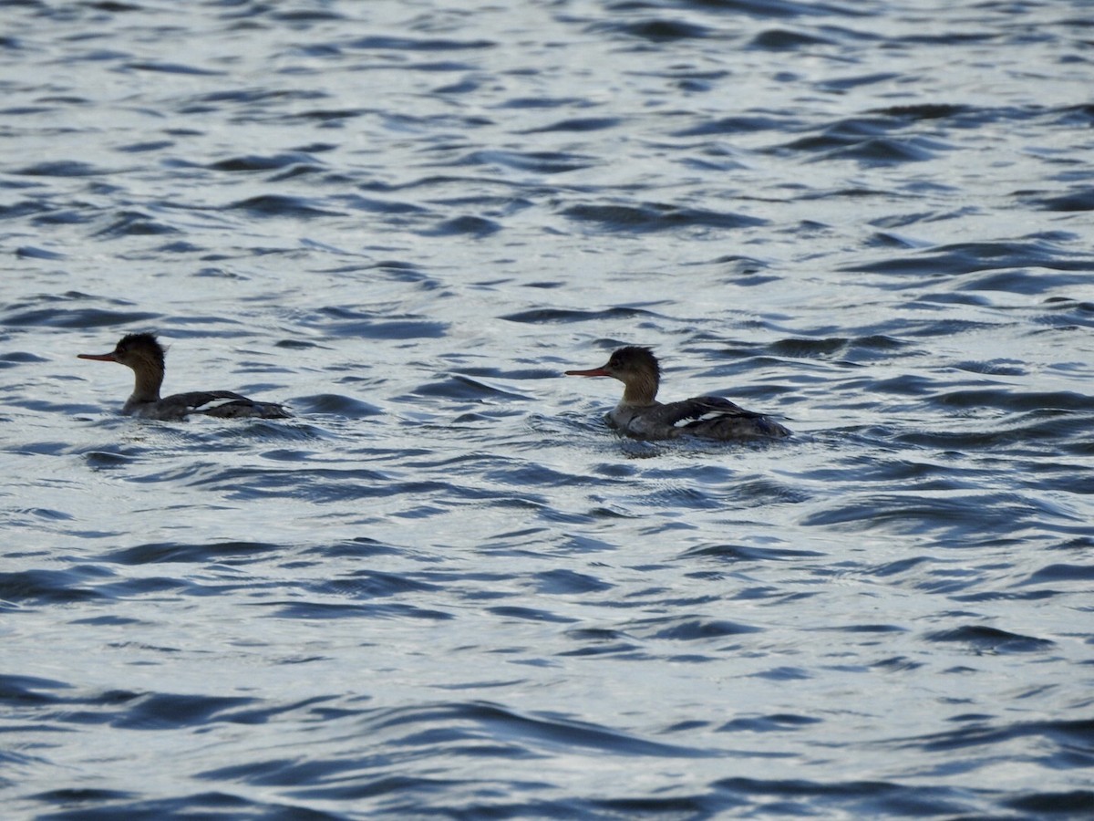 Red-breasted Merganser - ML618642853