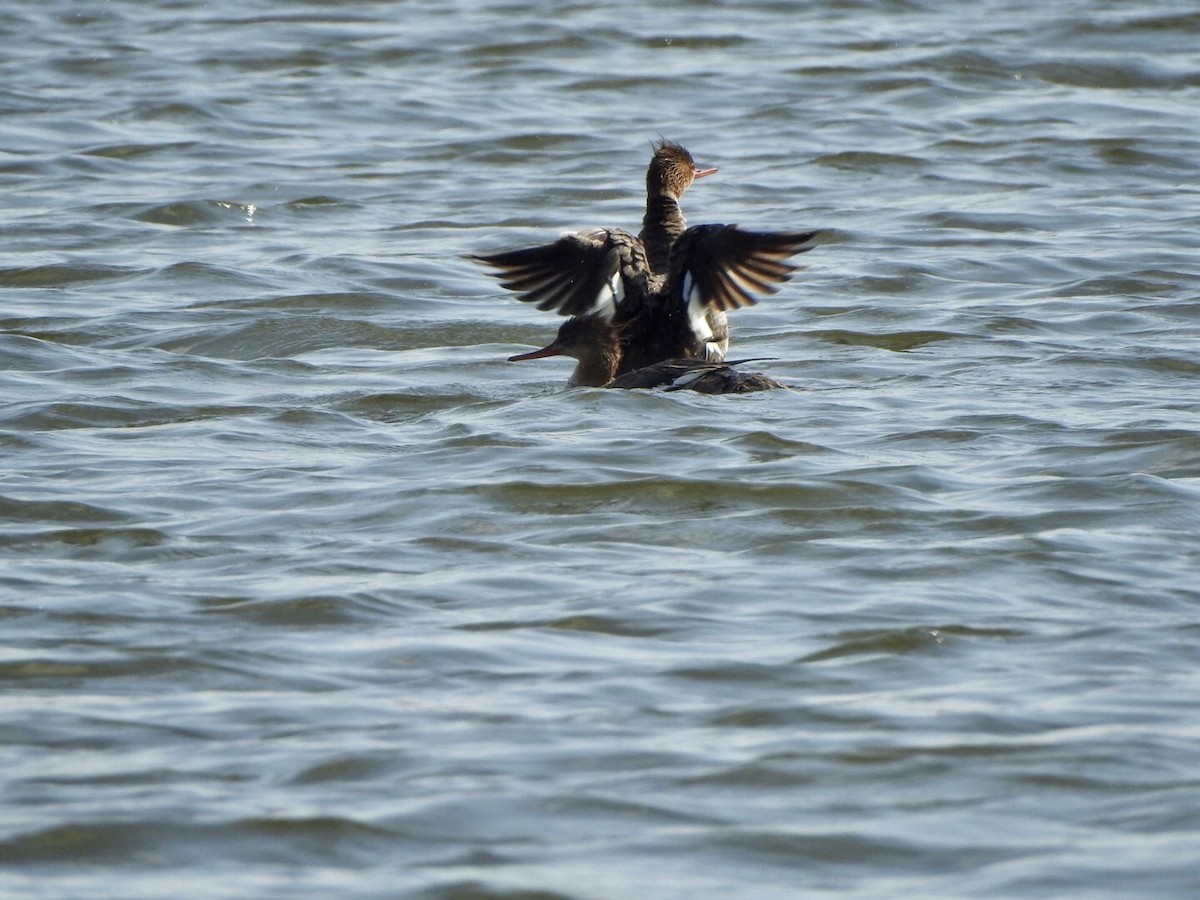 Red-breasted Merganser - ML618642854