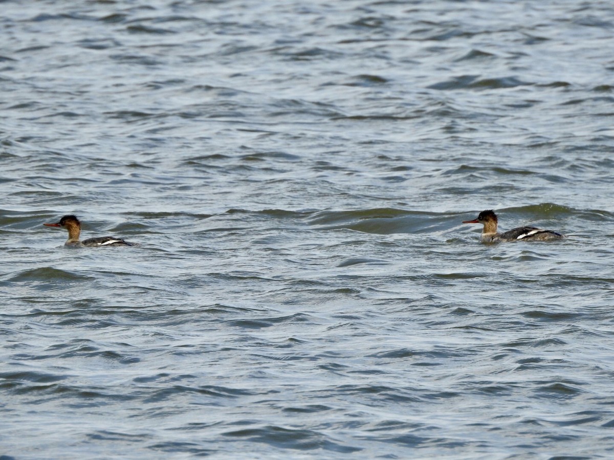 Red-breasted Merganser - ML618642855