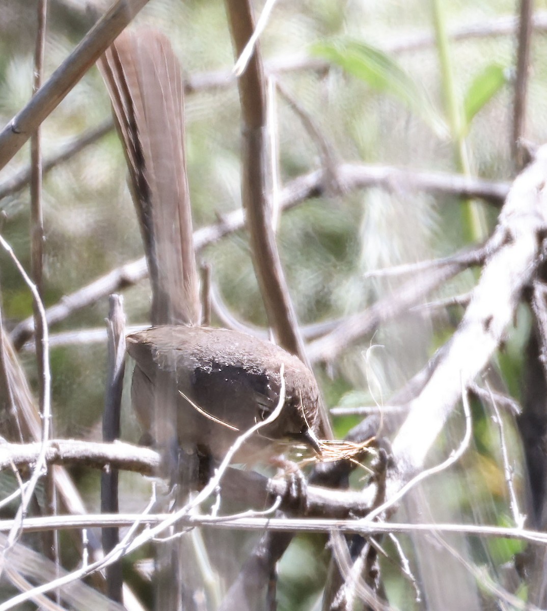 Wrentit - George Nothhelfer