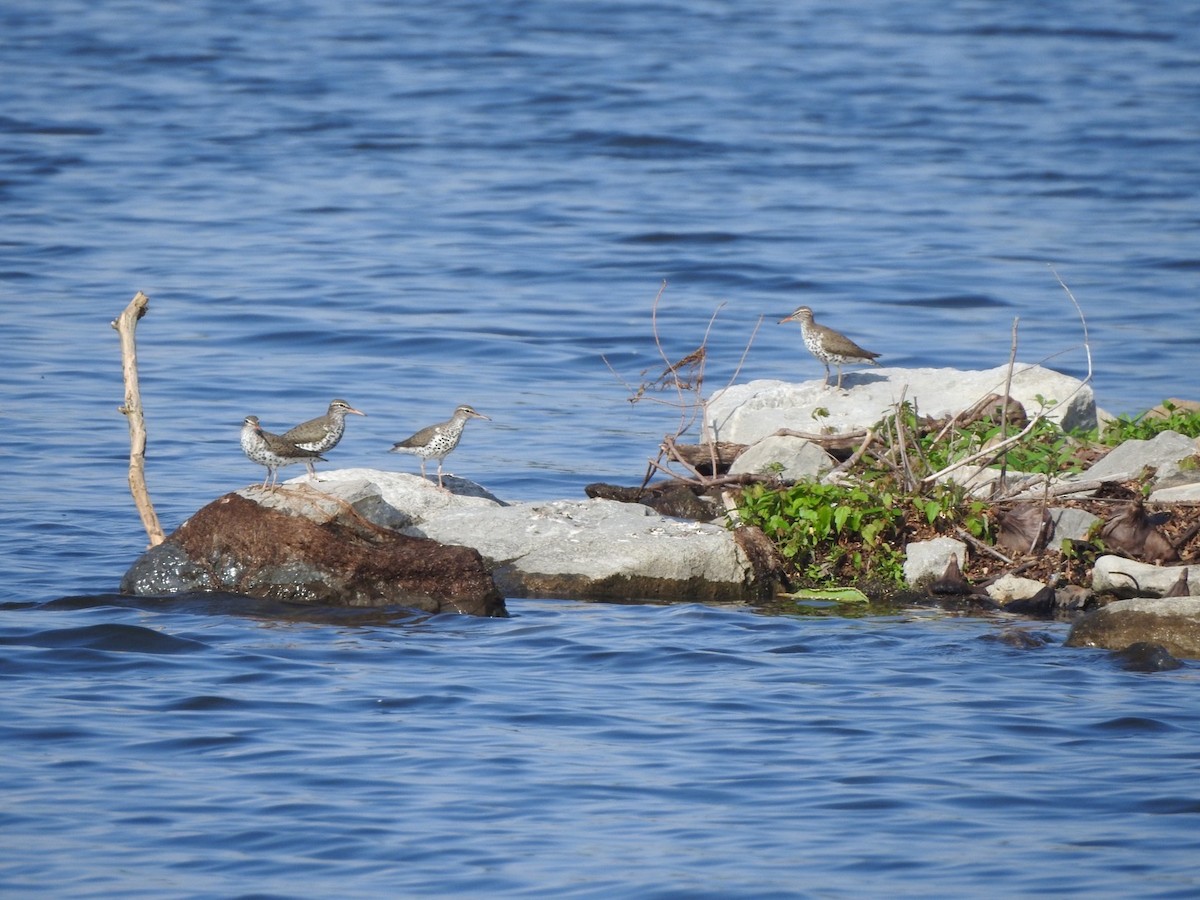 Spotted Sandpiper - ML618642866