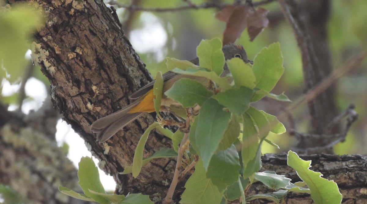 Colima Warbler - Dimitris Dimopoulos