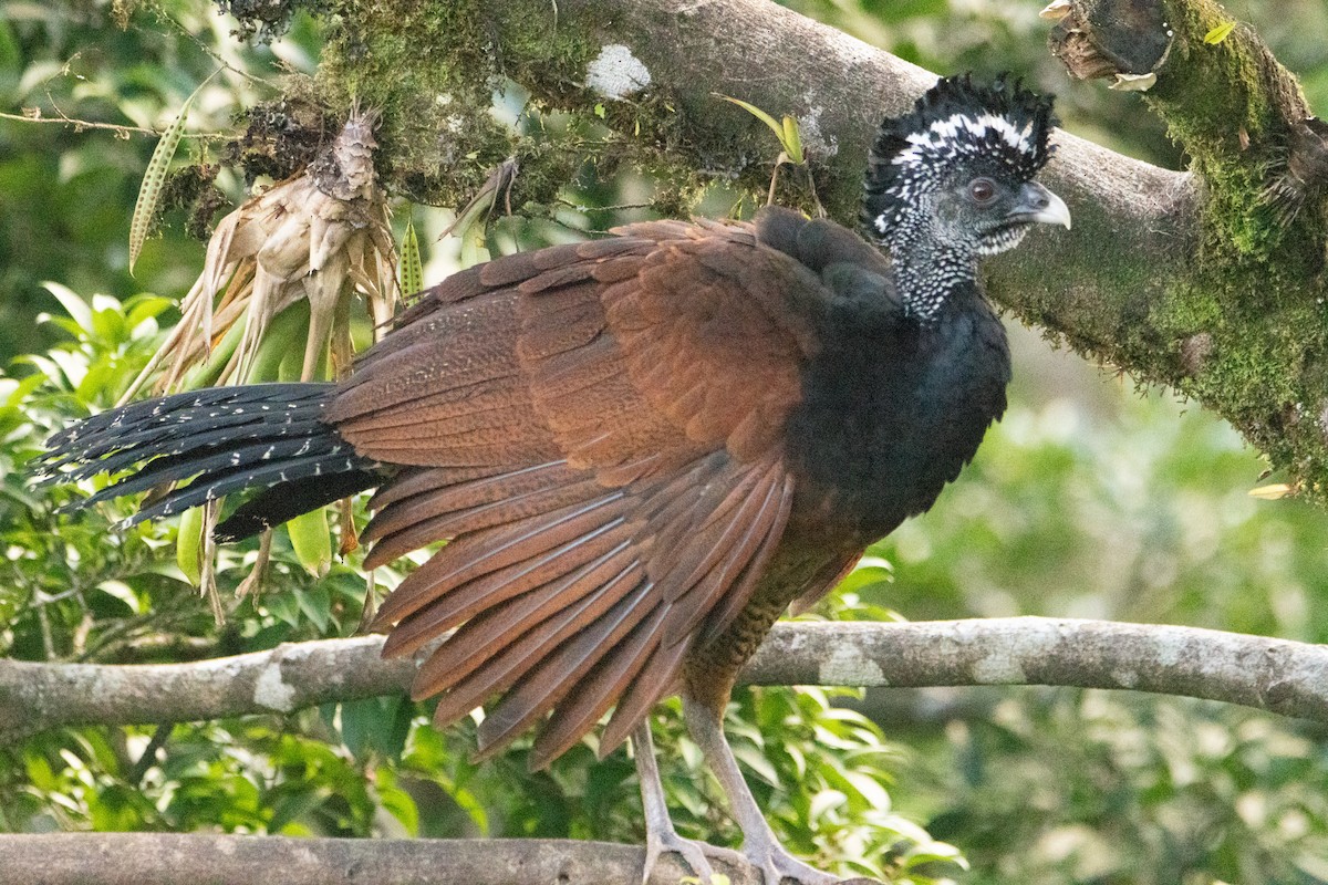 Great Curassow - Matthew Igleski