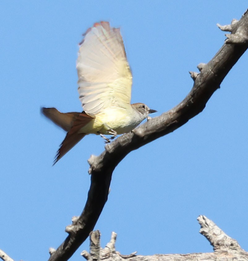 Olive-sided Flycatcher - ML618642896