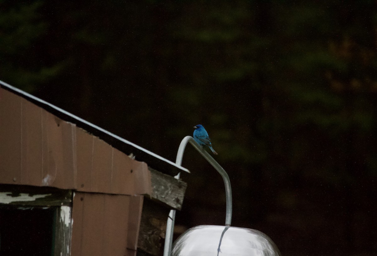 Indigo Bunting - Debra Schultz