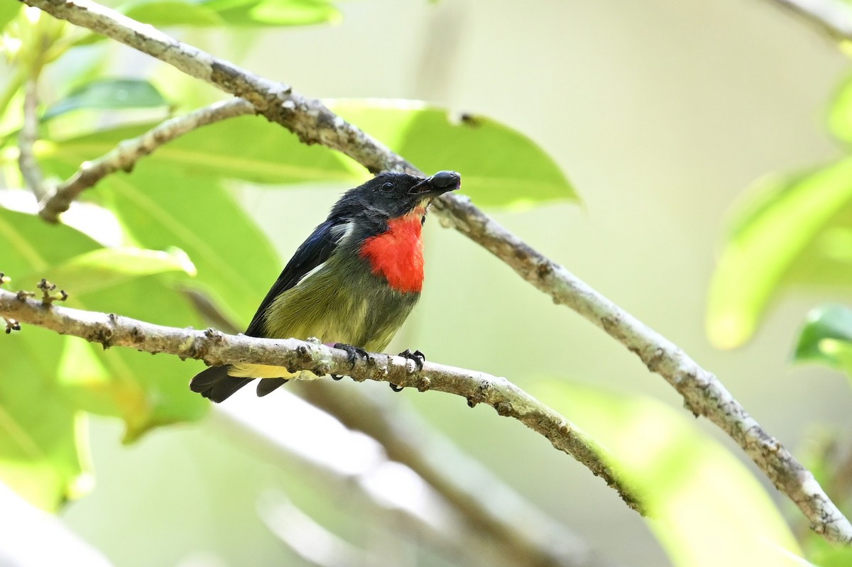 Black-sided Flowerpecker - ML618642916