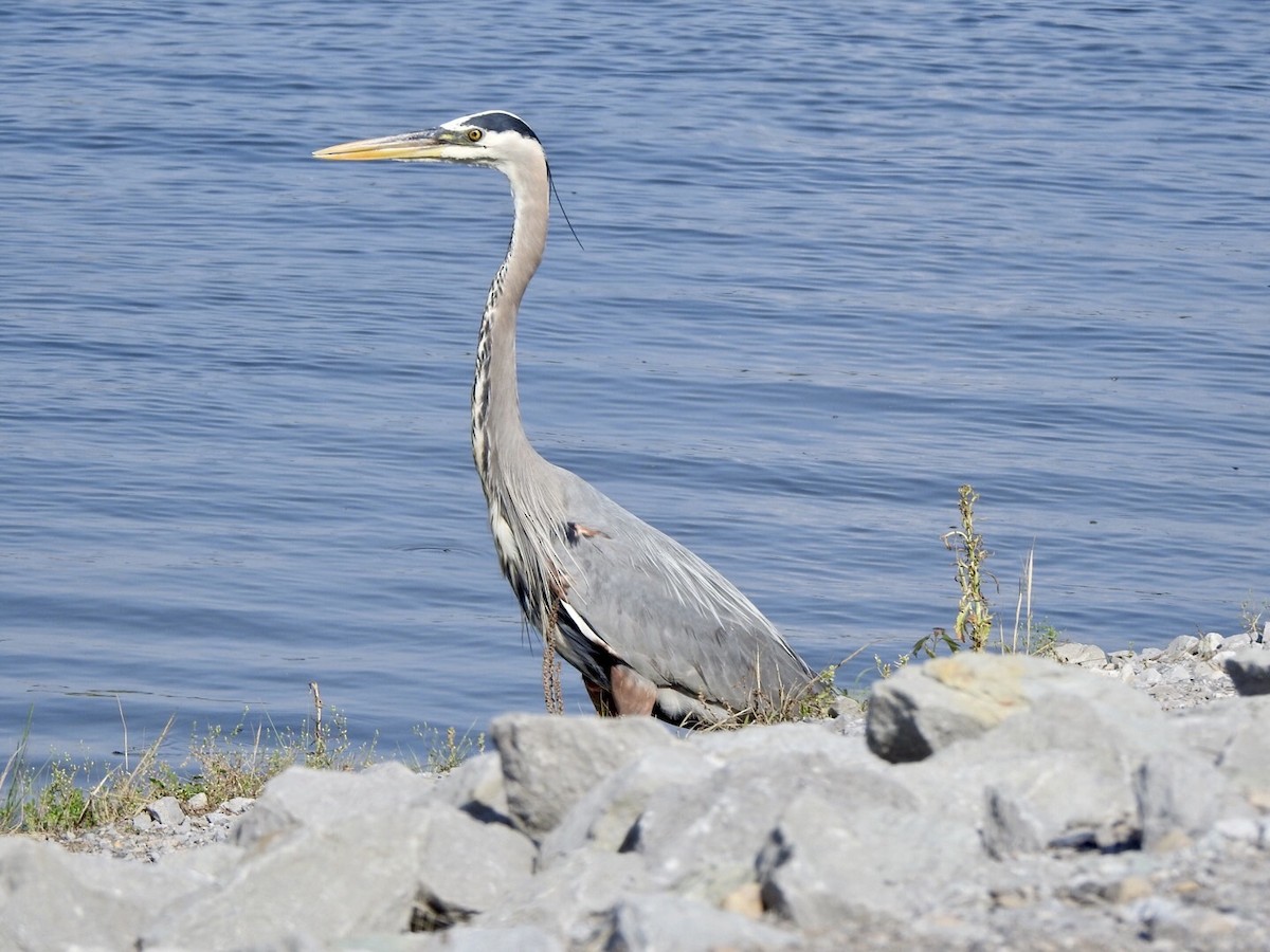 Great Blue Heron - ML618642917