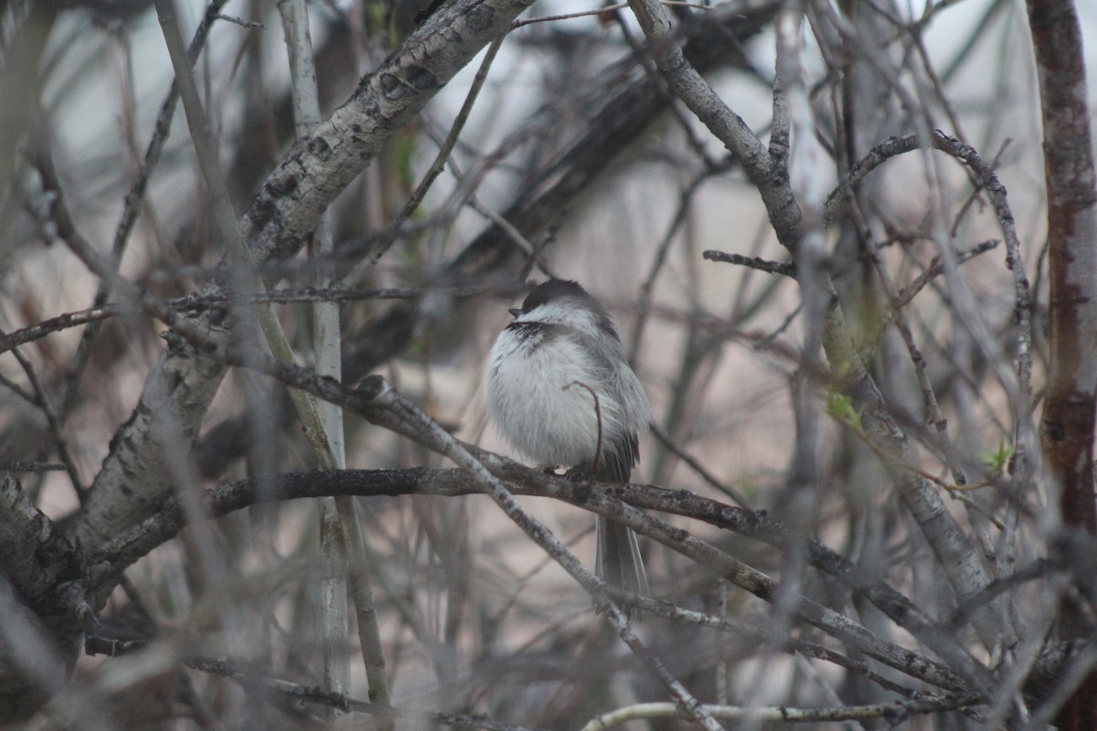 Black-capped Chickadee - Tyler Clinton