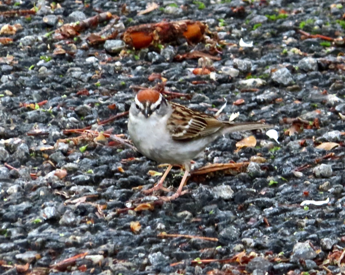 Chipping Sparrow - Patty Lane