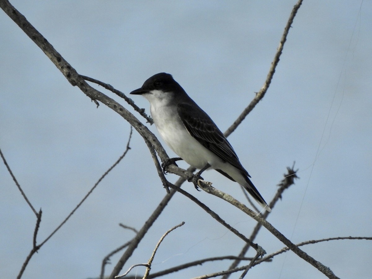 Eastern Kingbird - ML618642925