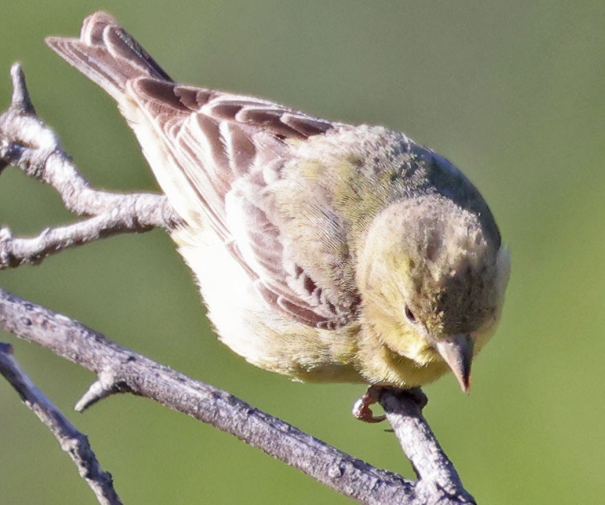 Lesser Goldfinch - ML618642937