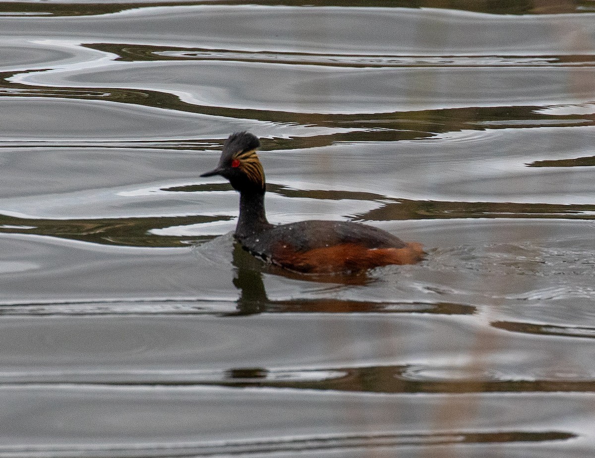 Eared Grebe - ML618642940