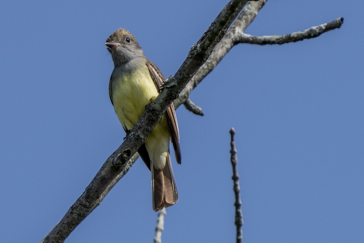 Great Crested Flycatcher - ML618642947