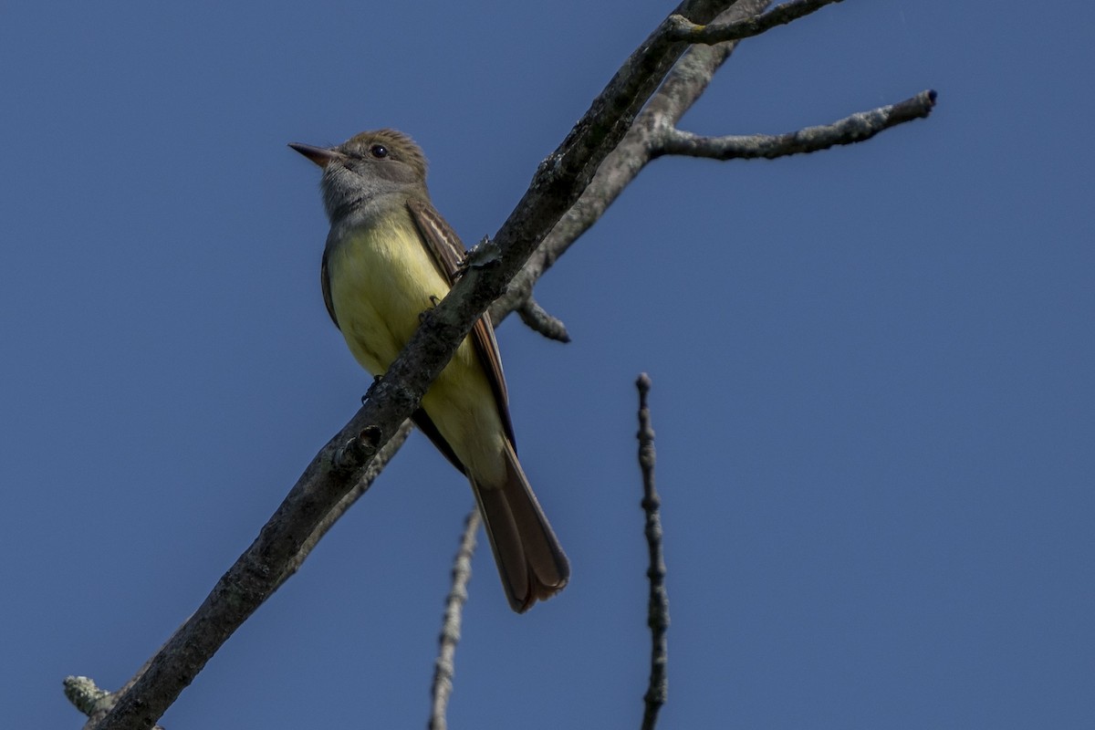 Great Crested Flycatcher - ML618642948
