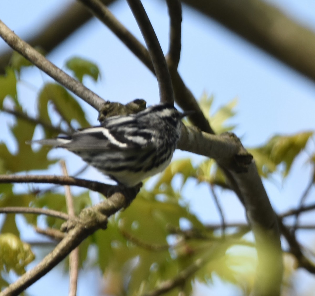Black-and-white Warbler - ML618642955