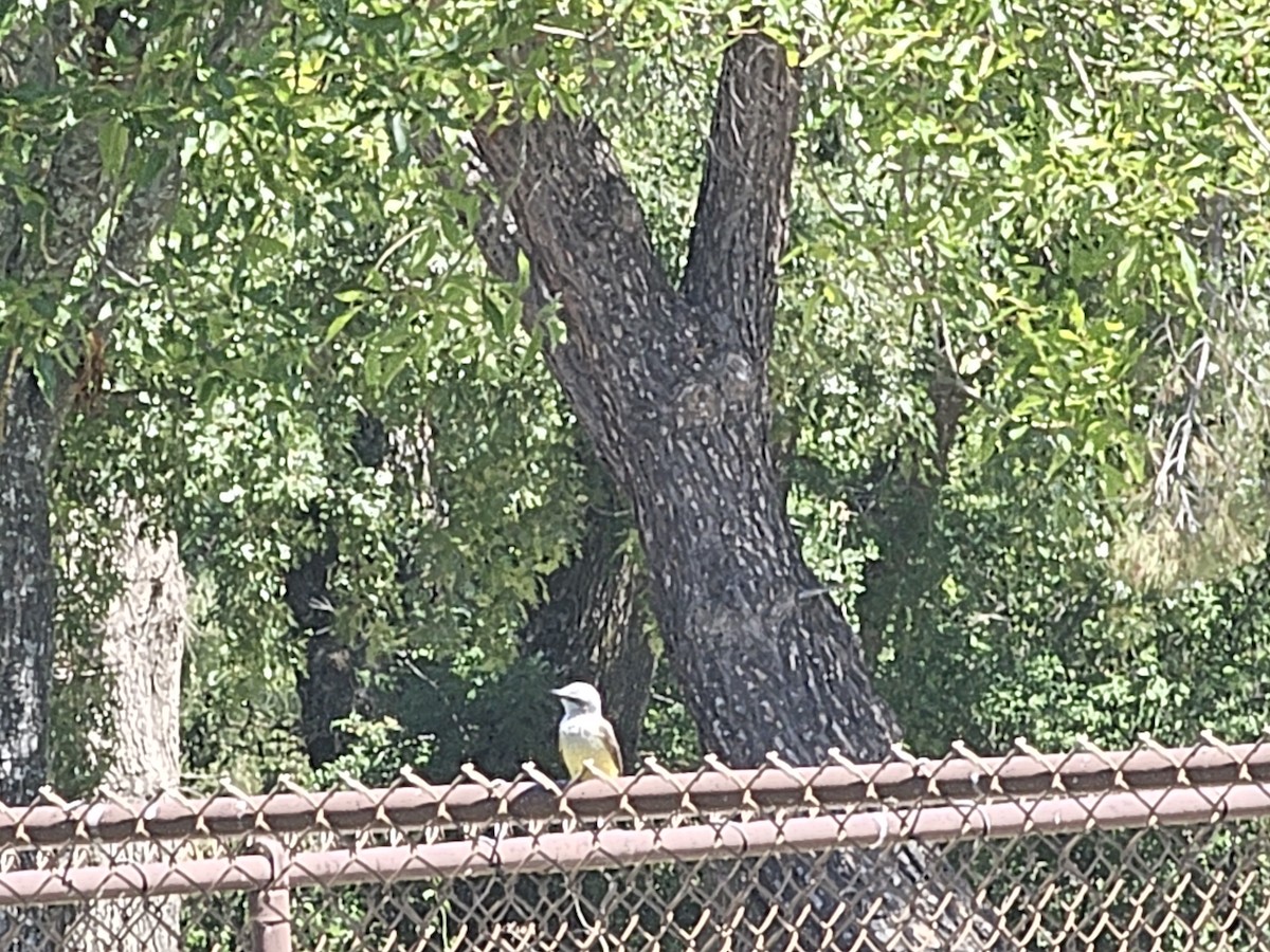 Western Kingbird - ML618642971