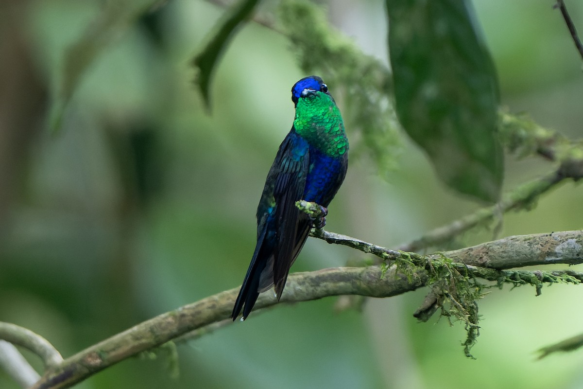 Crowned Woodnymph - ML618643002