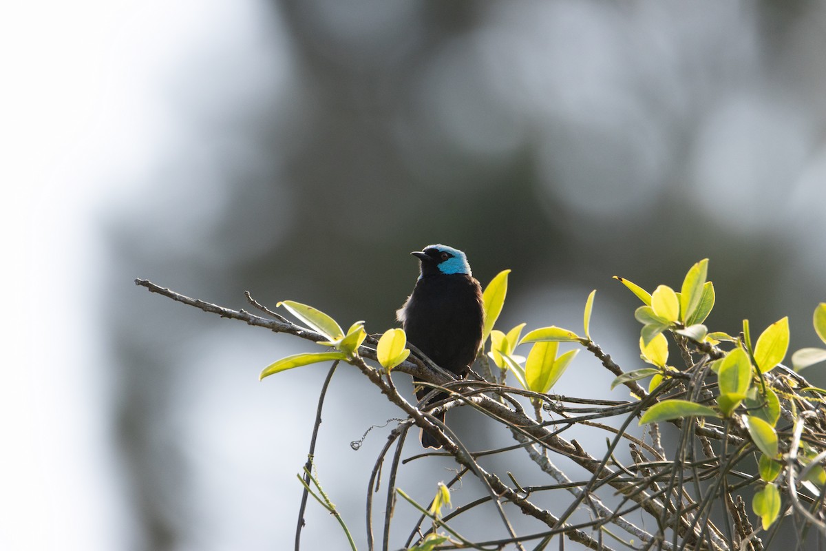 Scarlet-thighed Dacnis - Matthew Igleski