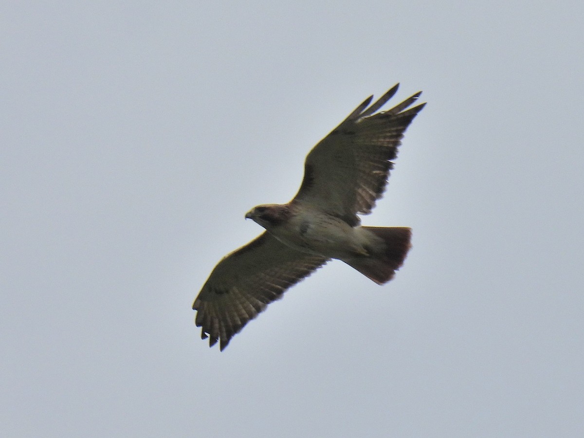 Red-tailed Hawk - ML618643033