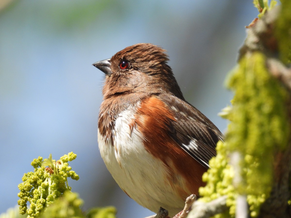 Spotted x Eastern Towhee (hybrid) - ML618643047