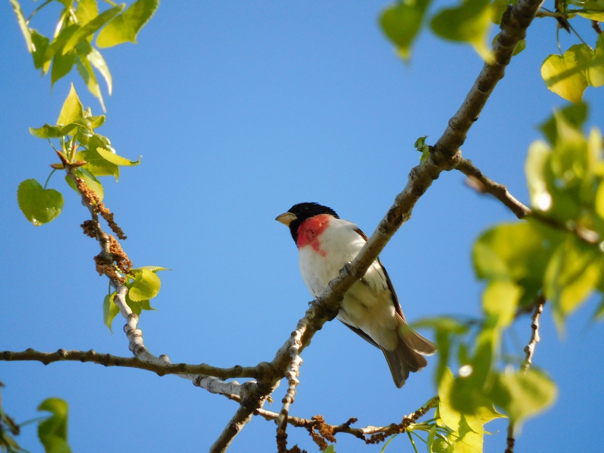 Rose-breasted Grosbeak - Charles Chu