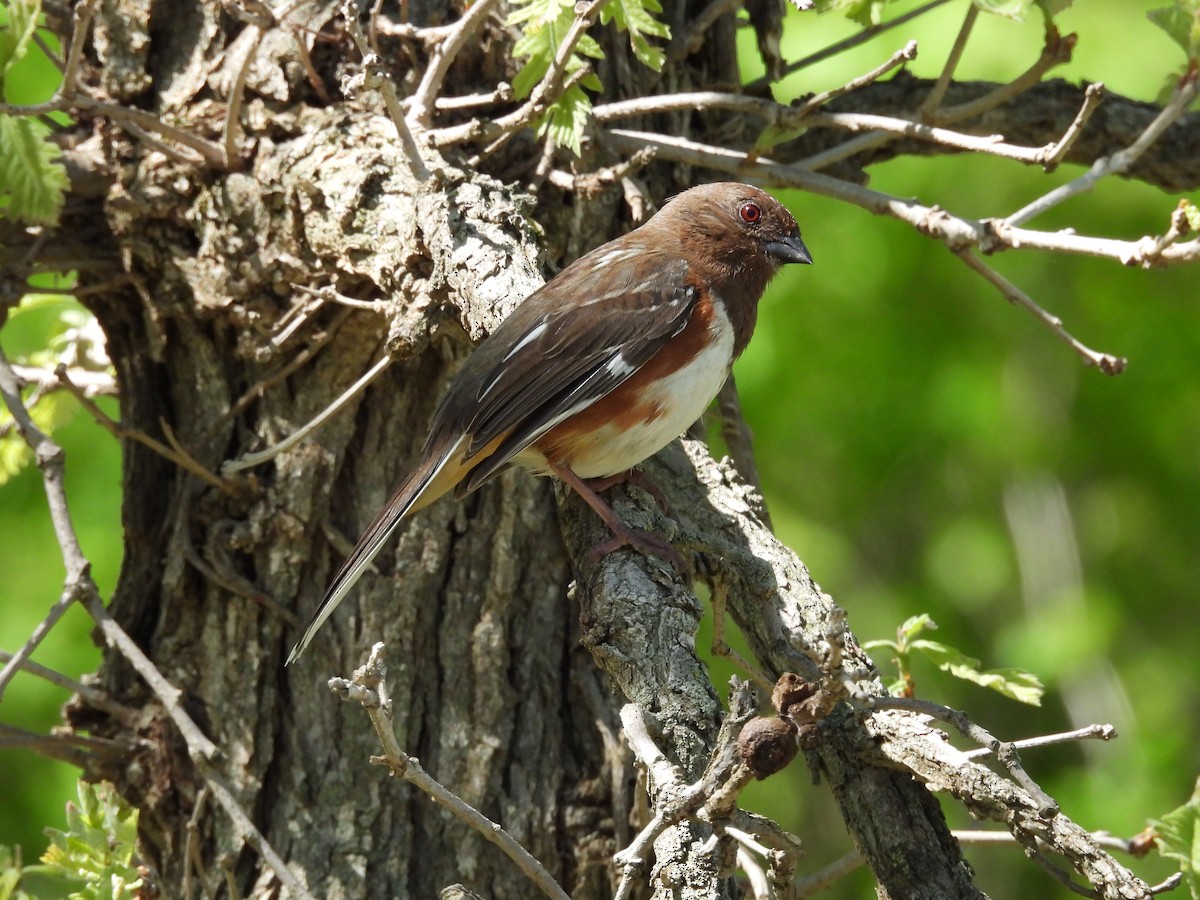 Spotted x Eastern Towhee (hybrid) - ML618643061