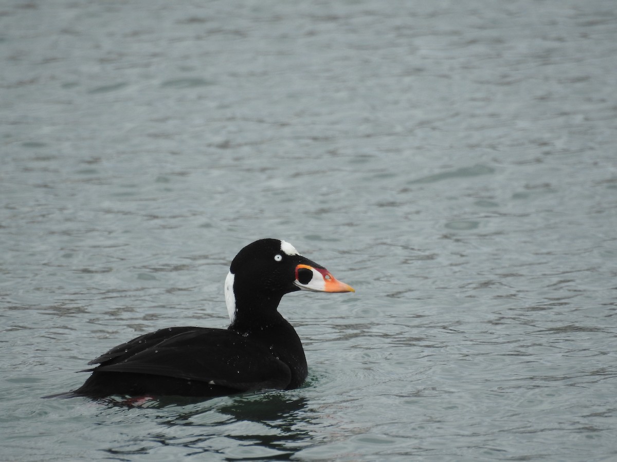 Surf Scoter - Deepak Vadi