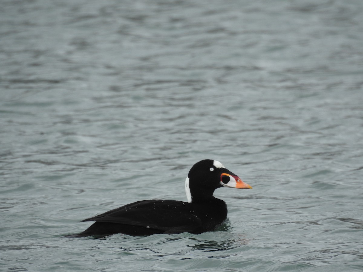 Surf Scoter - Deepak Vadi