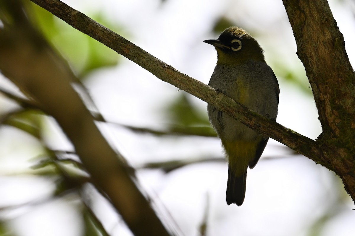 Black-capped White-eye - ML618643114