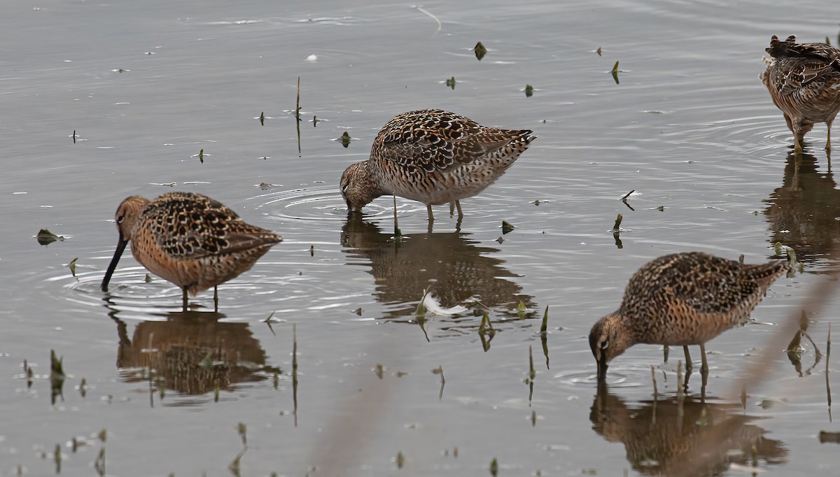 Short-billed Dowitcher - ML618643120