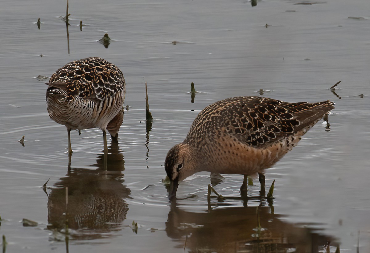 Short-billed Dowitcher - ML618643121