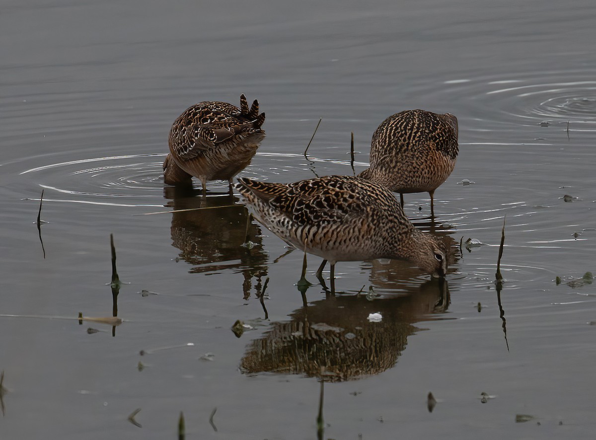 Short-billed Dowitcher - ML618643123