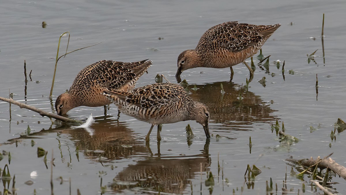 Short-billed Dowitcher - Chuck Gates