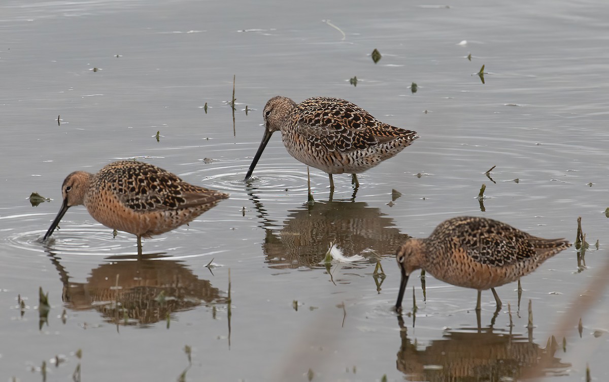 Short-billed Dowitcher - ML618643125