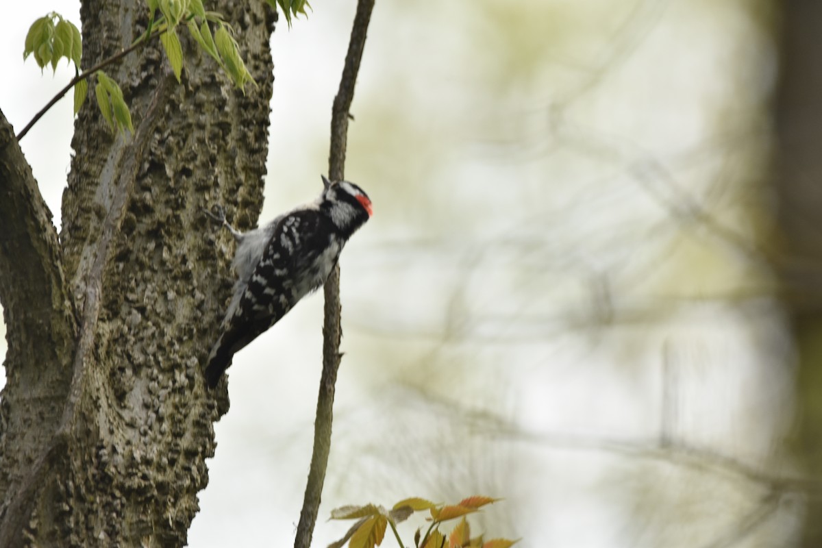 Downy Woodpecker - ML618643127