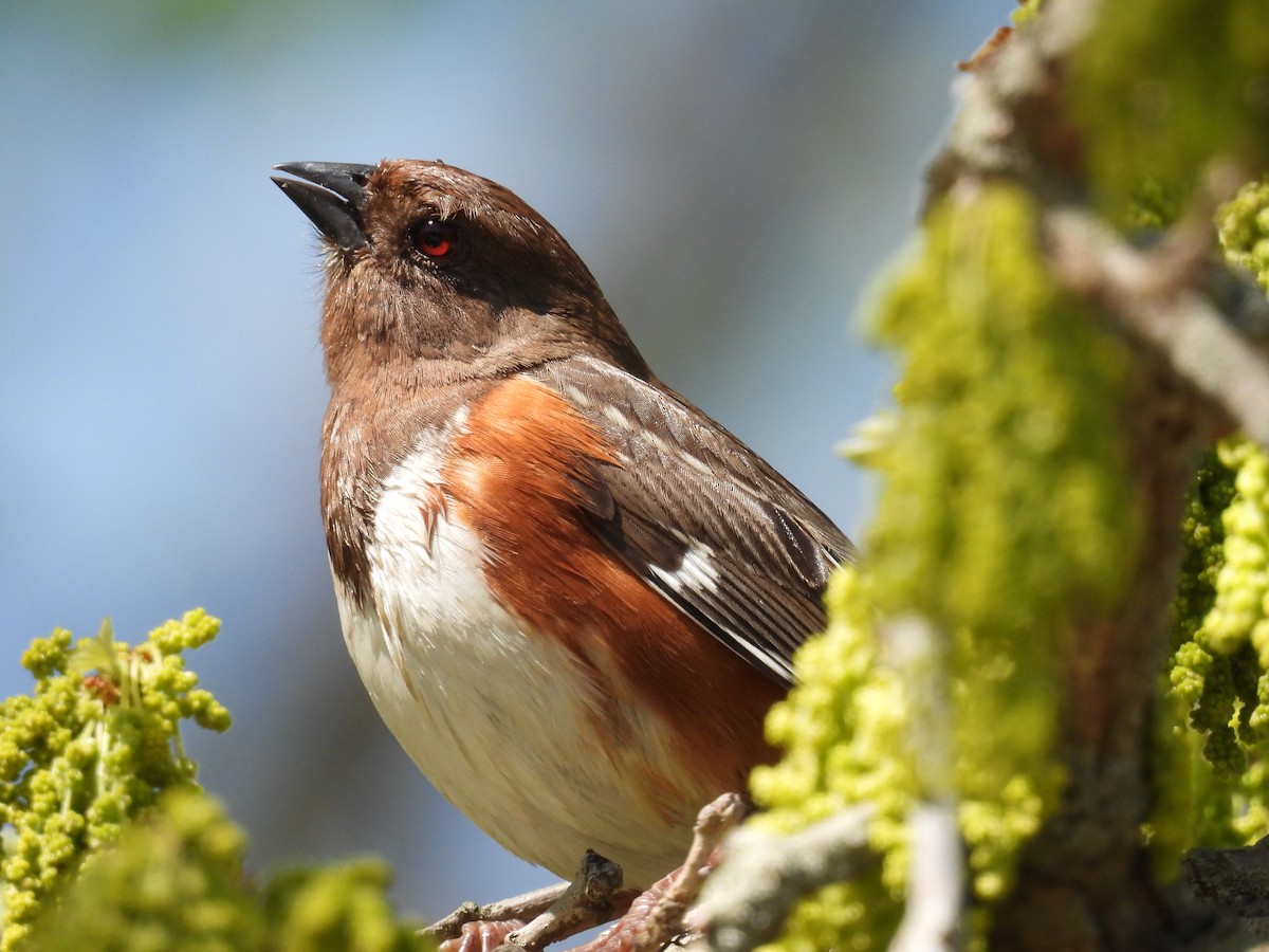 Spotted x Eastern Towhee (hybrid) - ML618643217