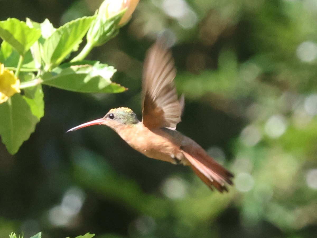 Cinnamon Hummingbird - ML618643220