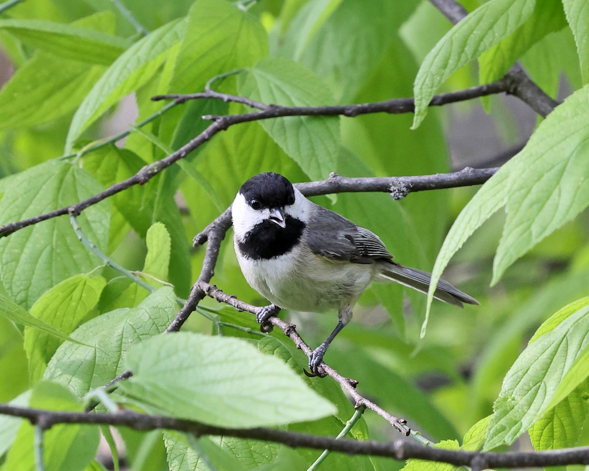 Carolina Chickadee - ML618643228