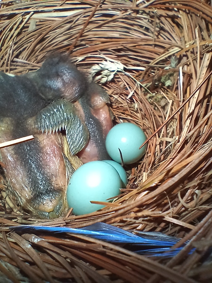 Eastern Bluebird - Tyler Bell