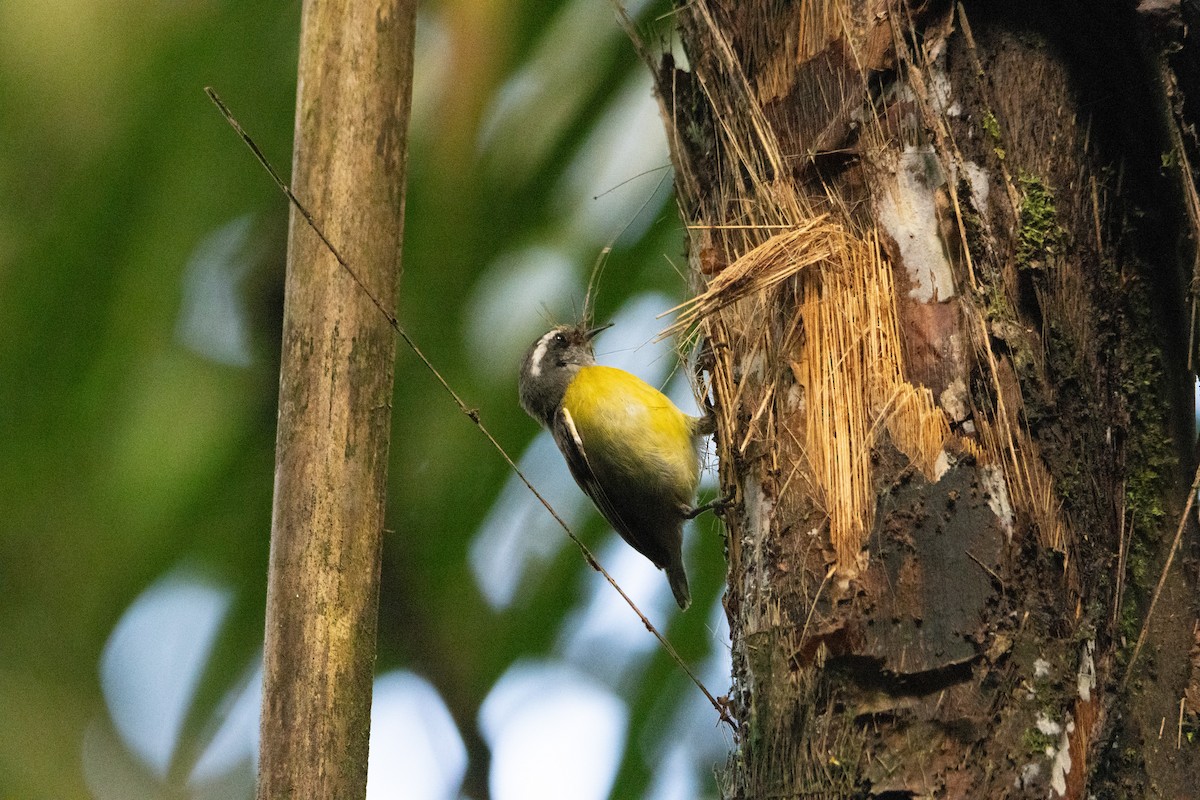 Bananaquit - Matthew Igleski