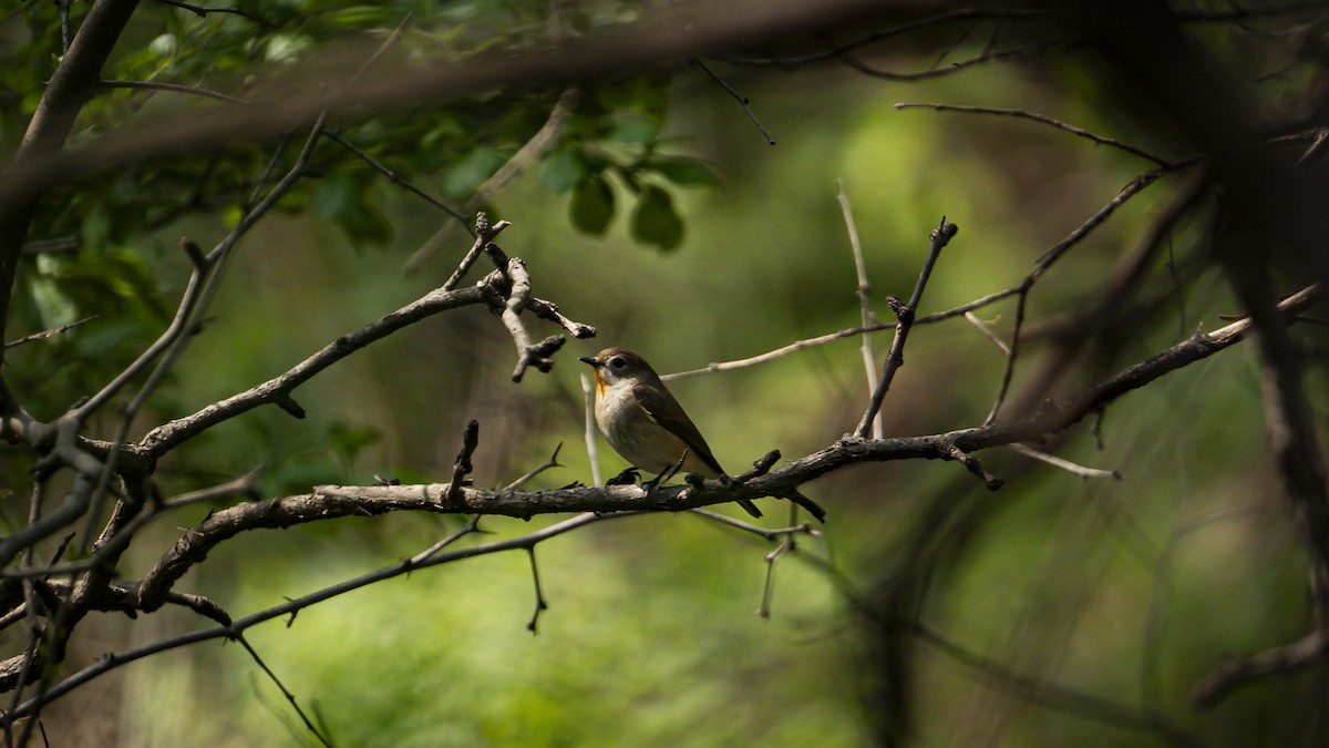 Taiga Flycatcher - Xinyi Li